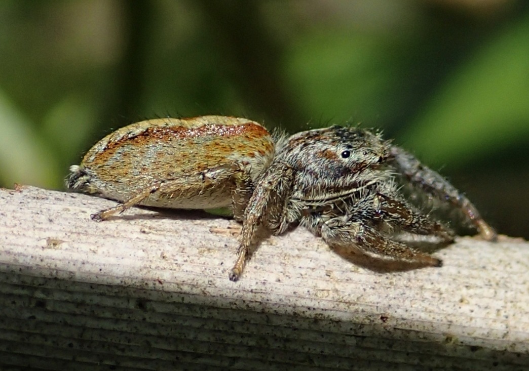 Salticidae:  Marpissa pomatia  - Lughignano (TV)